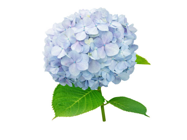 istock Hortensia  or hydrangea macrophylla flower isolated on white 1334283100
