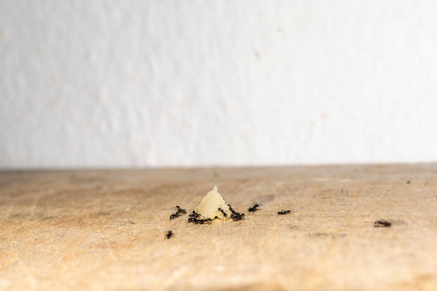 istock Group of black Ants eating cheese on on the kitchen table 1334283818