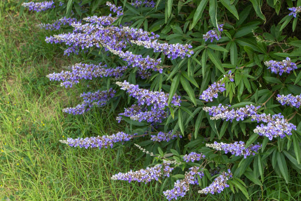 vitex o planta de árbol casto con espigas de flores de lavanda que atraen a las mariposas - lilac bush nature flower bed fotografías e imágenes de stock