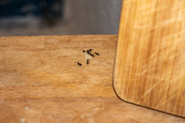 istock Group of black Ants eating cheese on on the kitchen table 1334283915