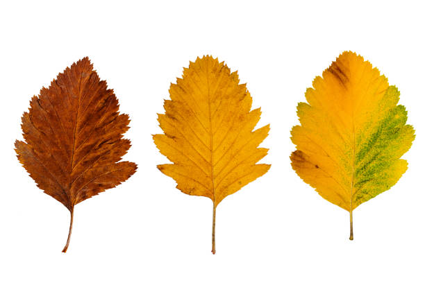 istock Bright autumn leaves 1334283925