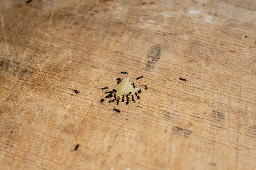 Group of black Ants eating cheese on on the kitchen table