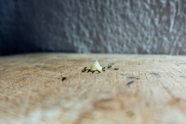 istock Group of black Ants eating cheese on on the kitchen table 1334285447