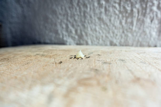 istock Group of black Ants eating cheese on on the kitchen table 1334286125