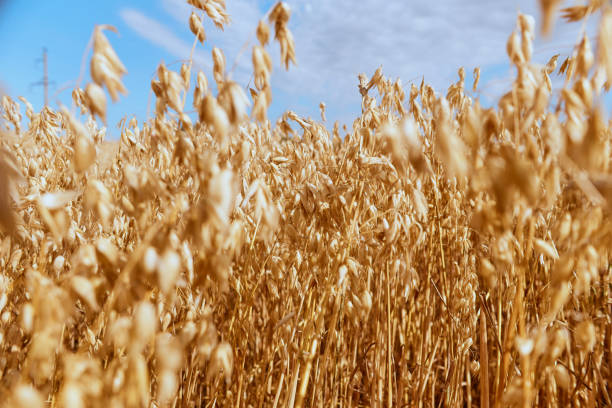 istock Golden wheat harvest in the field 1334286135