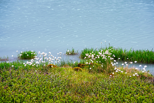 Puffy cotton-grass on swamp and blue water. Abstract natural background with greenery and water.