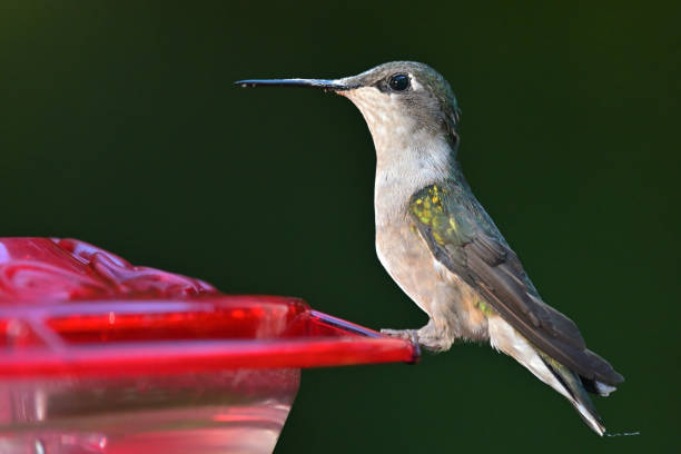 istock Portrait of a female ruby-throated hummingbird 1334287146