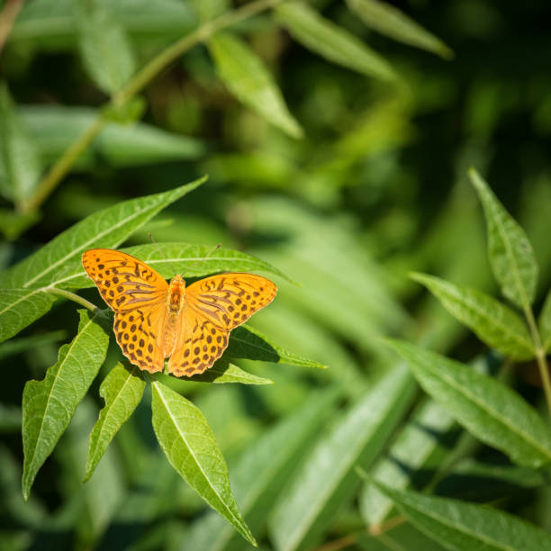 A butterfly chrysalis suspended under a green leaf in natural light. The golden-brown casing represents a stage of metamorphosis. A symbol of change and transformation in the insect world.