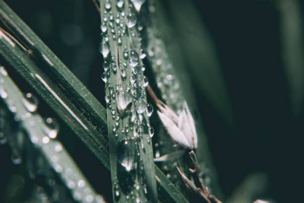 istock Close up of raindrops on a leaf in nature 1334288489