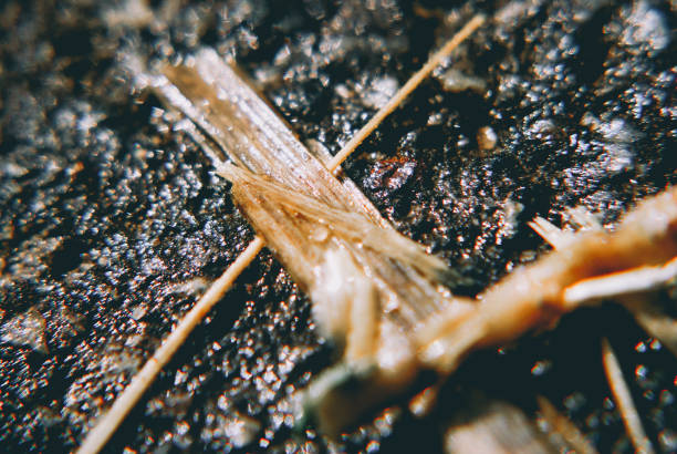 istock close up of wet wheat 1334288621