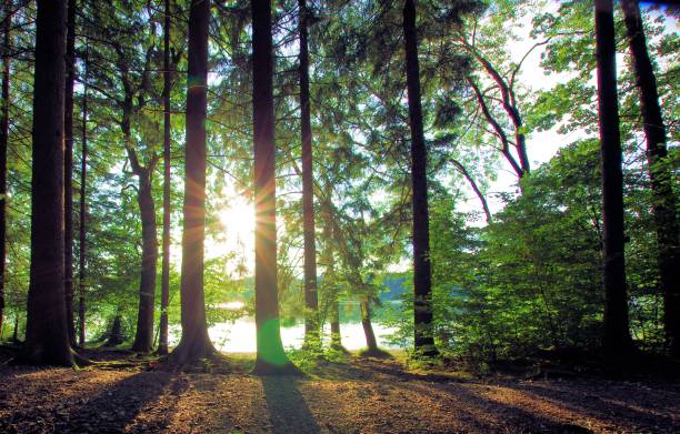 istock Sun reflection in the magical forest 1334288684