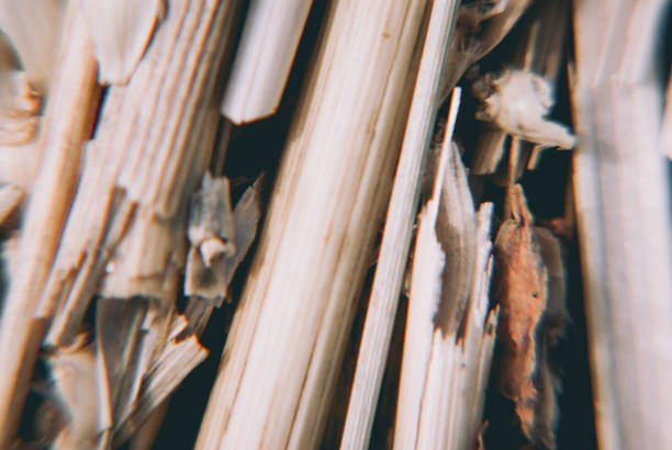 close up of wet wheat