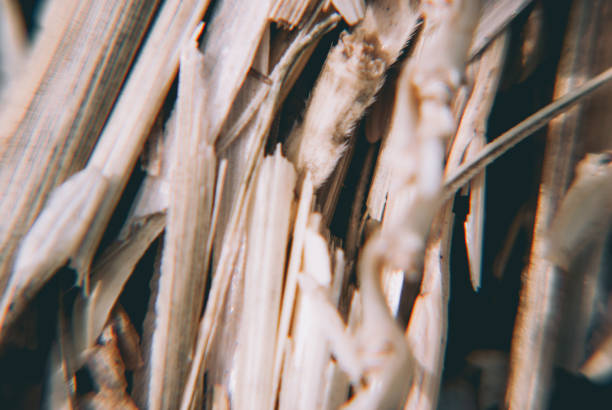 close up of wet wheat