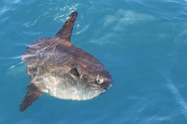sunfish in real sea nature mola mola luna sun fish sunfish in real sea nature, mola mola luna sun saltwater fish opah photos stock pictures, royalty-free photos & images