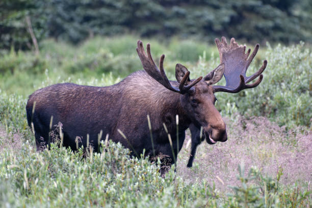 istock Moose in the Colorado Rocky Mountains 1334288930
