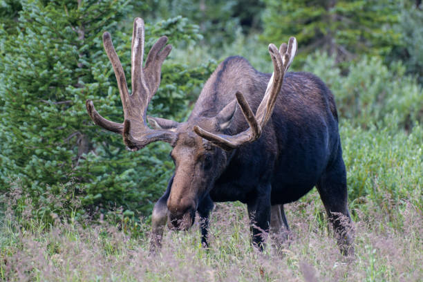 istock Moose in the Colorado Rocky Mountains 1334289436