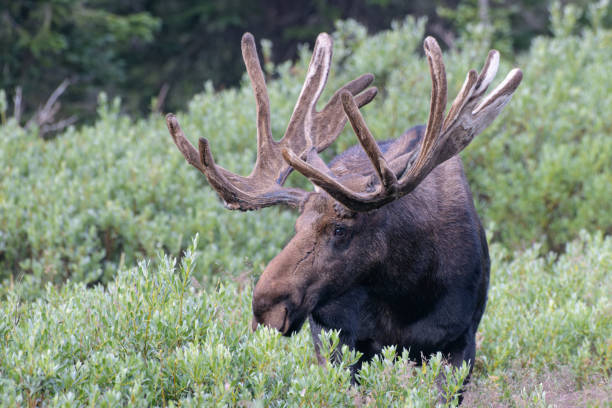 istock Moose in the Colorado Rocky Mountains 1334289454