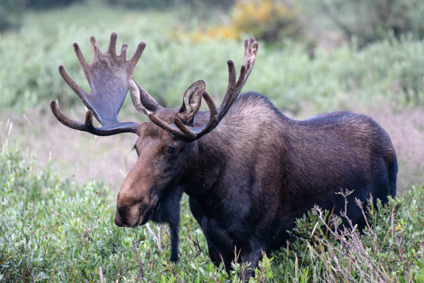 istock Moose in the Colorado Rocky Mountains 1334289460