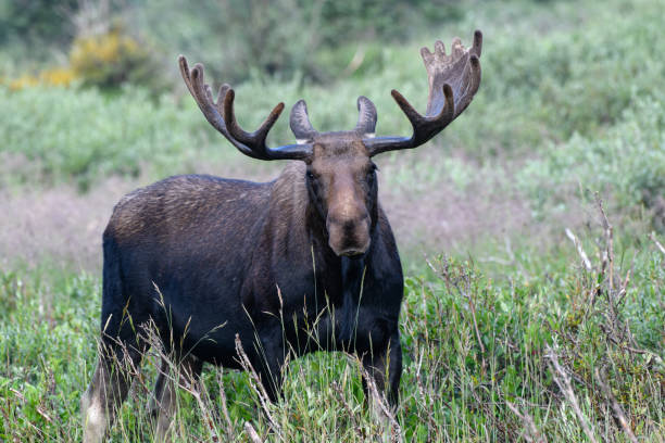 istock Moose in the Colorado Rocky Mountains 1334289466