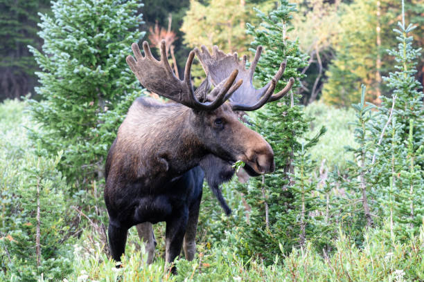 istock Moose in the Colorado Rocky Mountains 1334289477