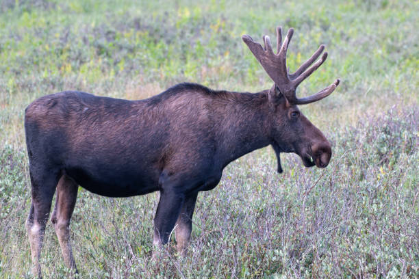 istock Moose in the Colorado Rocky Mountains 1334289528
