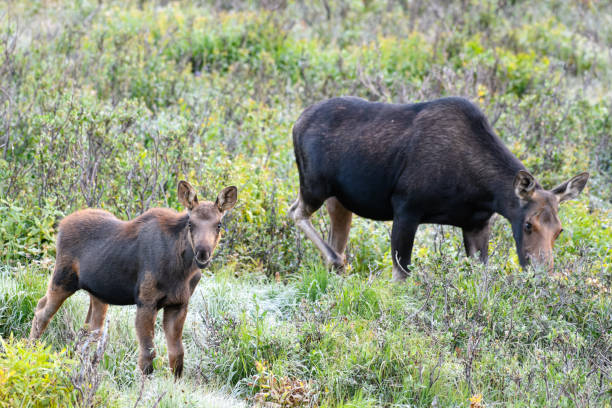 istock Moose in the Colorado Rocky Mountains 1334289556