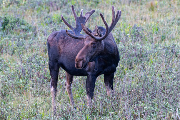istock Moose in the Colorado Rocky Mountains 1334289622