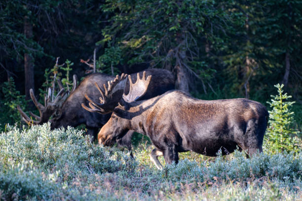 istock Moose in the Colorado Rocky Mountains 1334289663