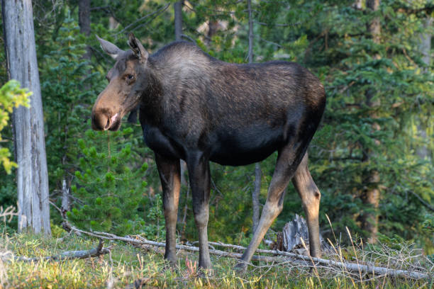 istock Moose in the Colorado Rocky Mountains 1334289675