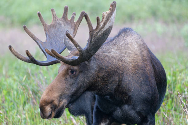 istock Moose in the Colorado Rocky Mountains 1334289755