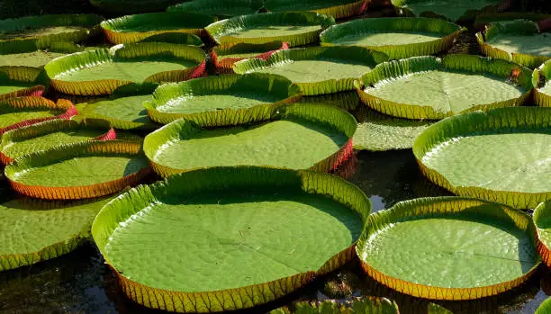 Photo of group of fresh pattern big circle green water lillies leaves floating in pond. Round pattern in natural park