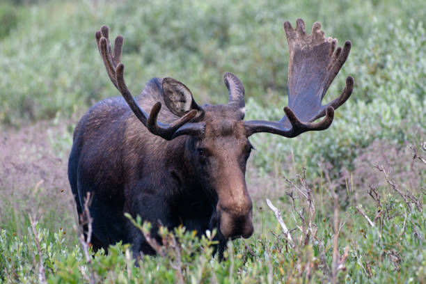 istock Moose in the Colorado Rocky Mountains 1334289834