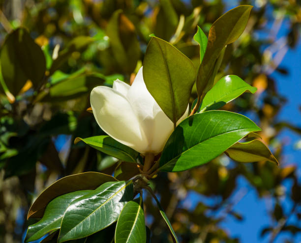 gran flor de fragancia blanca evergreen southern magnolia (magnolia grandiflora) en el parque de la ciudad de krasnodar. magnolia floreciente en el paisaje público 'parque galitsky' para relajarse y caminar en junio soleado - tree magnolia vibrant color close up fotografías e imágenes de stock