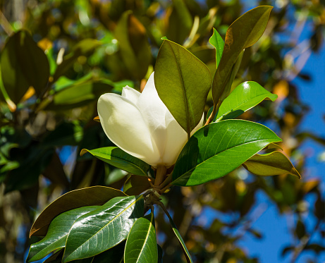 Large white fragrance flower Evergreen Southern Magnolia (Magnolia Grandiflora) in city park Krasnodar. Blooming magnolia in Public landscape 'Galitsky park' for relaxation and walking in sunny June