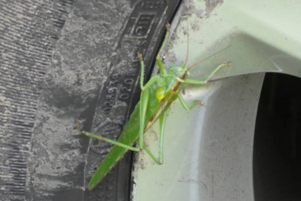 istock green grasshopper seen on a car wheel parked on grass 1334290094