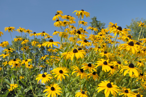 A low angle view of a summer garden of blackeyed susans against a clear blue sky..