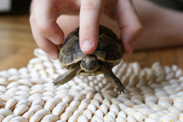 Cute baby turtle in hand between fingers