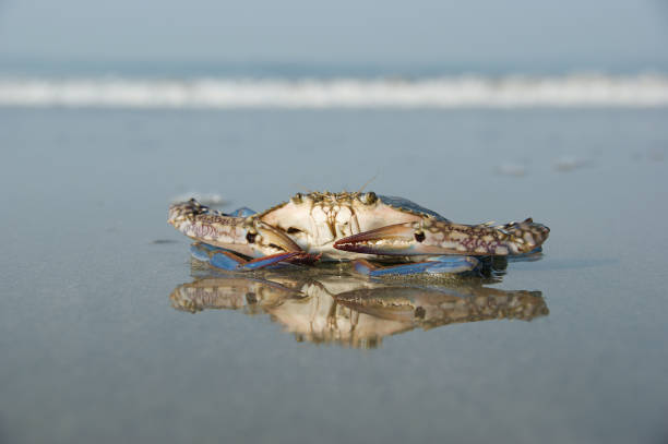 istock floating blue crab. a floating crab sits on a beach at low tide 1334290984