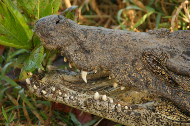 istock Cuban crocodile. Wild crocodile 1334291105