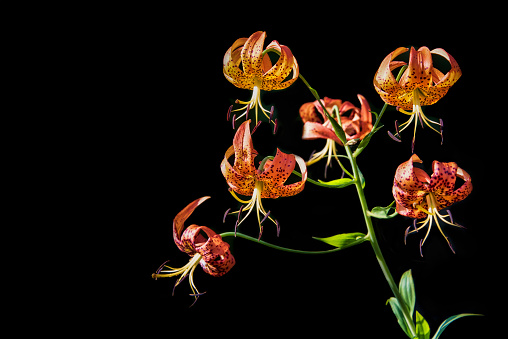 Large Tiger Lily with multiple flowering shoots on a black background.