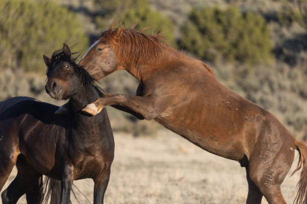 istock Wild Horse Stallions Fighting 1334292619