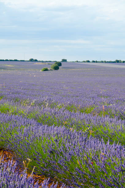 istock Lavender fields at sunset in Brihuega, Guadalajara, Spain 1334293772