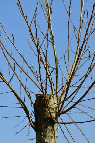 istock Close-up of Coppiced Willow (Salix) Tree Trunk & Branches 1334293855