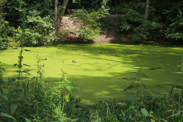 istock View on isolated remote pond with algae carpet in dutch forest illuminated by summer sun - Netherlands 1334293884