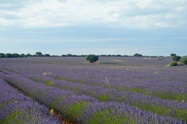 istock Lavender fields at sunset in Brihuega, Guadalajara, Spain 1334294541