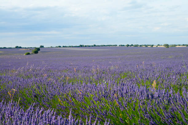 istock Lavender fields at sunset in Brihuega, Guadalajara, Spain 1334294557