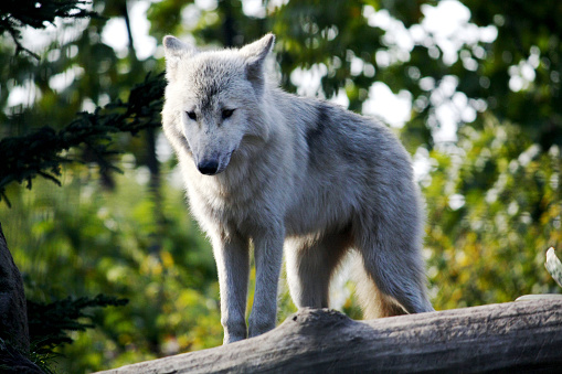 Standing White Wolf with green background