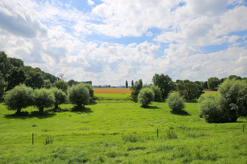 Corn field in summer with blue sky and ripening grain