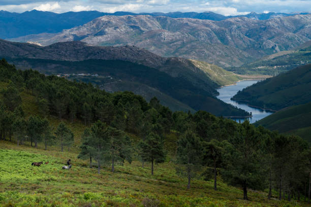 A group of Garranos wild horses with the Alto Lindoso reservoir on the background, at the Peneda Geres National Park, in Portugal