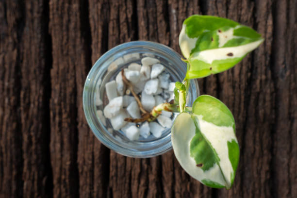 istock air purifying tree Beautifully planted to decorate the house 1334297111